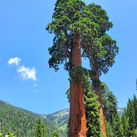 Redwood Retreat, Mountains, Adventure And Nature Ponderosa Exterior photo