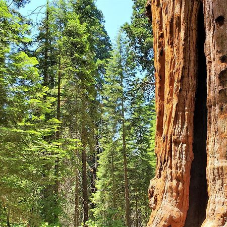 Redwood Retreat, Mountains, Adventure And Nature Ponderosa Exterior photo