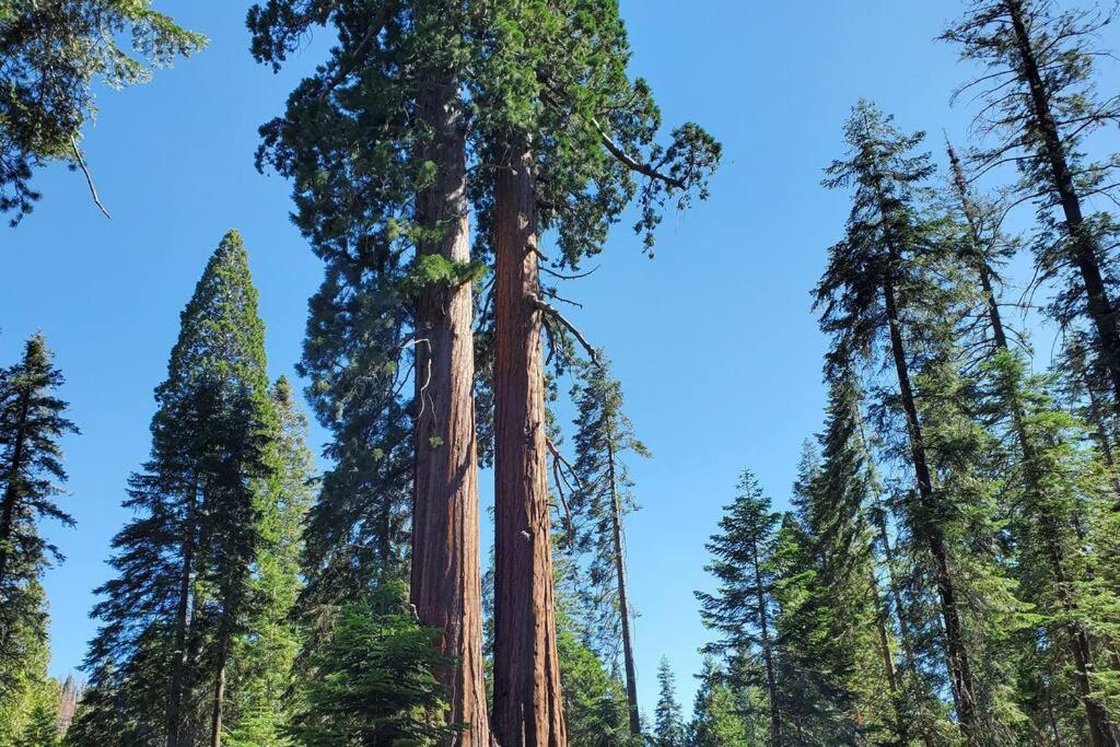 Redwood Retreat, Mountains, Adventure And Nature Ponderosa Exterior photo