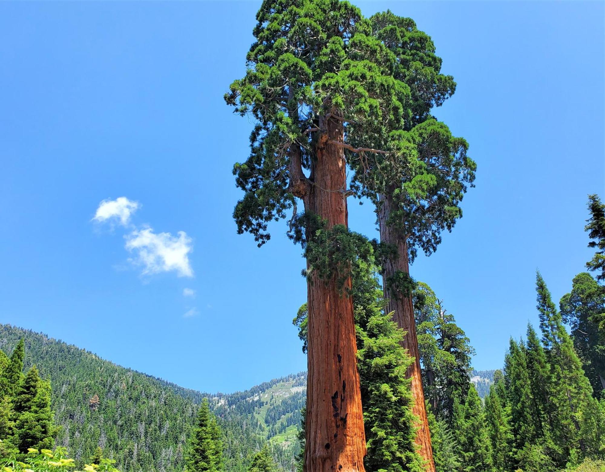 Redwood Retreat, Mountains, Adventure And Nature Ponderosa Exterior photo
